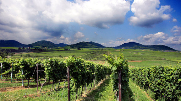 Weingenuss in der Pfalz